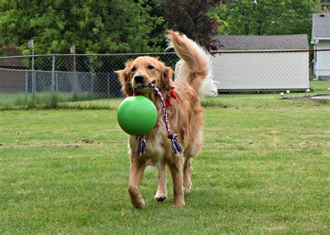 Fun in the Sun - The 6 Best Outdoor Dog Toys for 2020