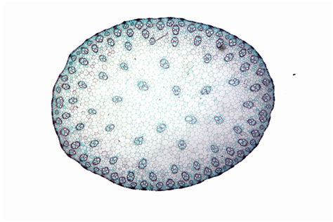 Monocot Stem Cross Section. Lm #1 Photograph by Science Stock ...