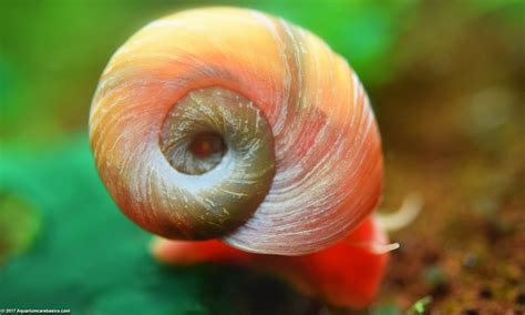 Ramshorn Snail Care, Size, Food, Reproduction, Lifespan - Video