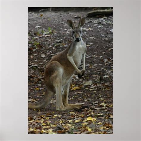 Kangaroo Poster | Zazzle