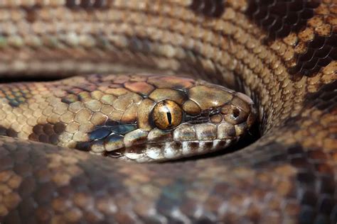 10 Children's Python Morphs (With Pictures) - ReptileHow.com