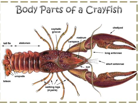 Crayfish Anatomy