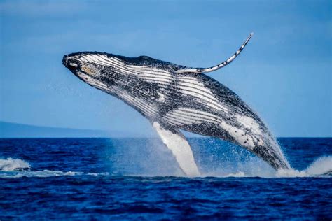 Humpback Whale Breeding