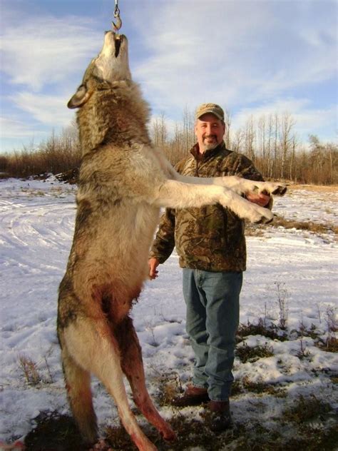 Wolf Hunting Gallery – Wild Kakwa Outfitters