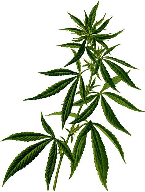 Cartoon Weed Leaf Png - leaflive