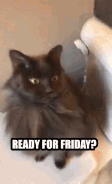 Friday Cat GIFs | Tenor