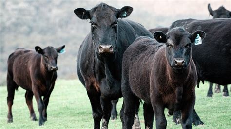 Top 15 Cattle Breeds That Can Make You Rich | Farming Base