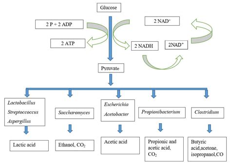 Fermentation- Principle, Types, Applications, Limitations