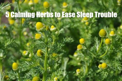 Need Help Sleeping? Try these Calming Herbs