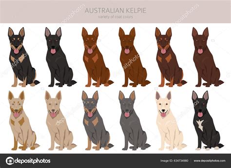 Australian Kelpie All Colours Clipart Different Coat Colors Set Vector ...