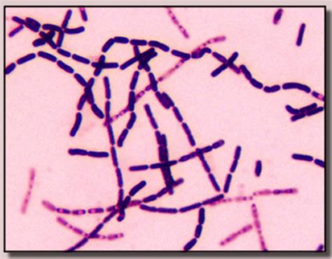 Chapter 4 - Domain Bacteria Flashcards | Quizlet