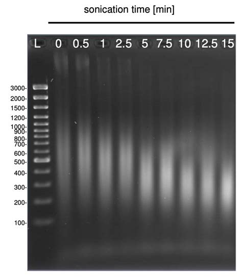 Ultrasonic DNA Shearing