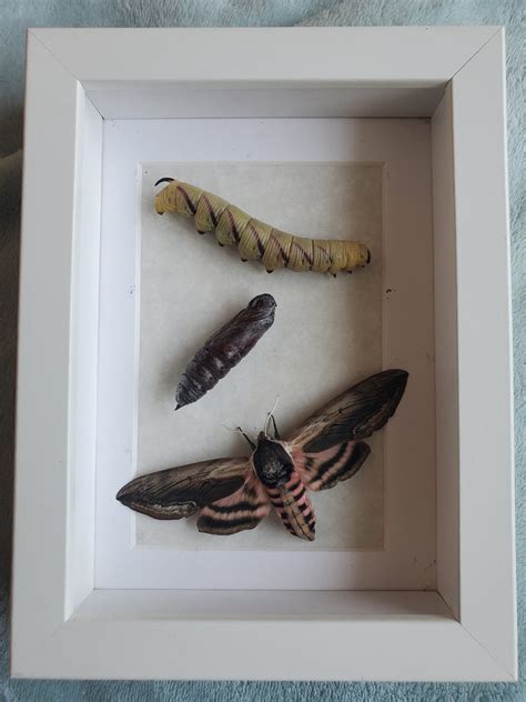 Privet Hawk Moth Life Cycle Sphinx Ligustri Entomology Collectible ...