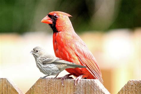 Female House Finch and Male Cardinal on the Fence Photograph by ...