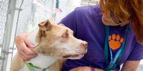 Seeking Animal Shelter Volunteers ǀ The Animal Foundation