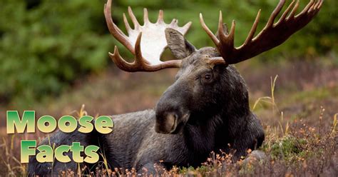 Moose Facts, Images, Information & Video For Kids & Adults