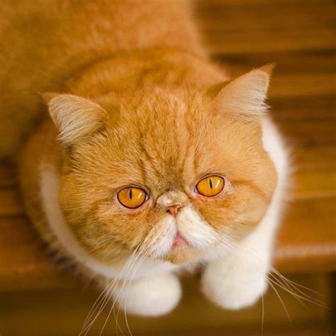 persian exotic shorthair | Persian Cats | Pinterest