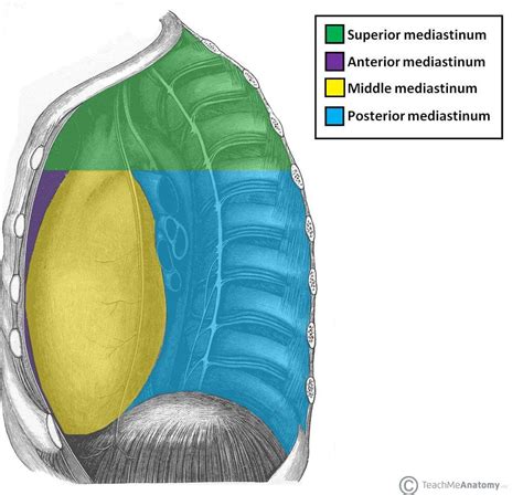 The Anterior Mediastinum - Borders - Contents - TeachMeAnatomy