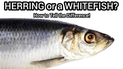 How to tell the difference between a Whitefish and a Herring/Cisco ...