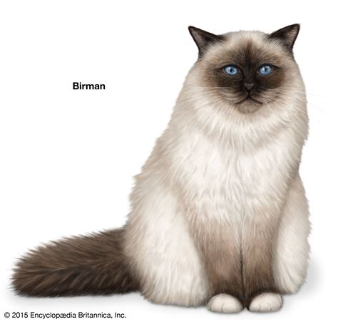 Longhair Cat Breeds | Britannica