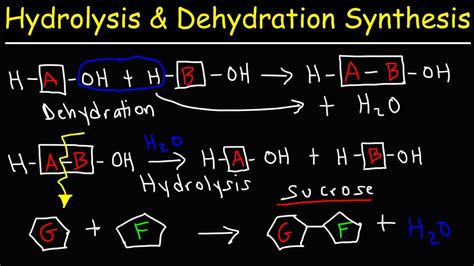 Dehydration Synthesis And Hydrolysis Types Reactions And Roles | Porn ...