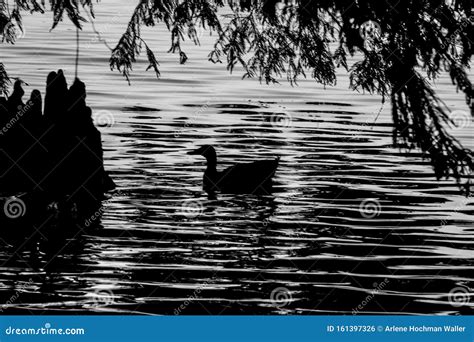 Reelfoot Lake State Park stock photo. Image of state - 161397326