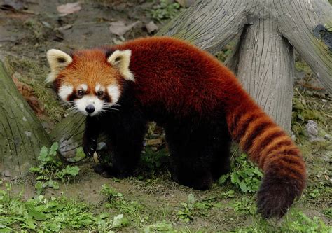 Red Panda - Animals World