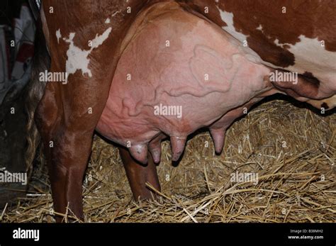 Cow udder Stock Photo - Alamy