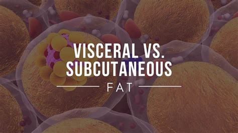 Visceral vs. Subcutaneous Fat - Diets Meal Plan