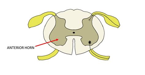 Anterior horn of the spinal cord - definition — Neuroscientifically ...