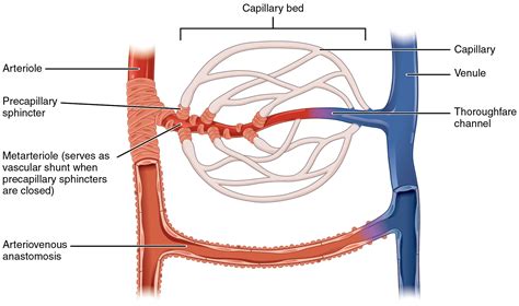 Structure and Function of Blood Vessels · Anatomy and Physiology