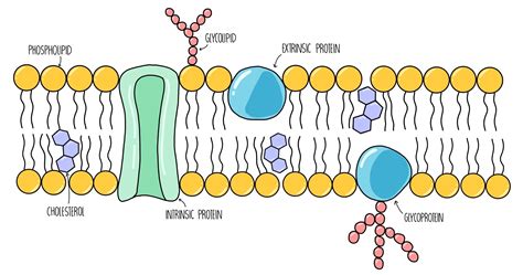 Cell Membranes AQA — the science sauce