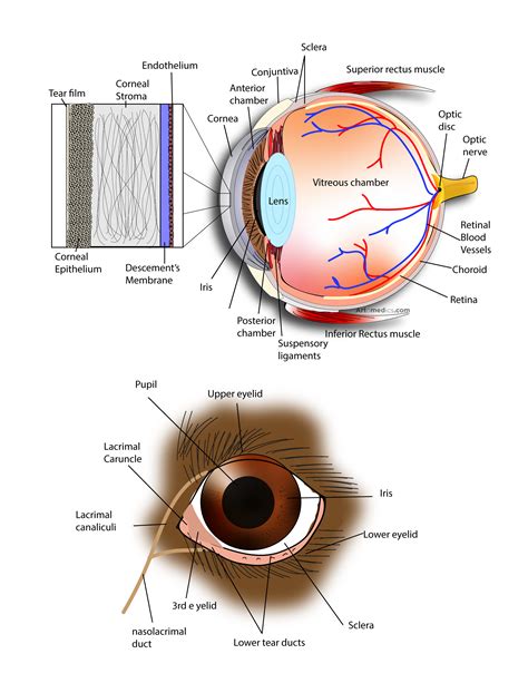 Anatomy and physiology of the cornea