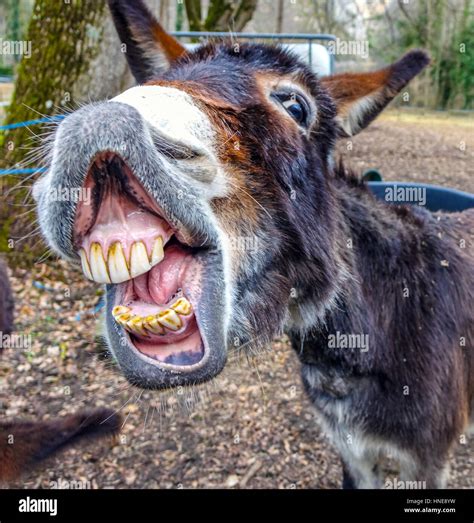 Donkey smiling showing big set of teeth Stock Photo: 133694733 - Alamy