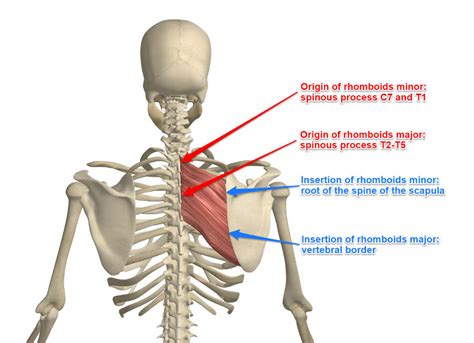 The Rhomboid Muscle and Its Attachments - Yoganatomy