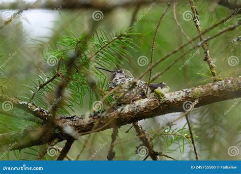 Costa`s Hummingbird Resting in the Nest Stock Photo - Image of grayish ...