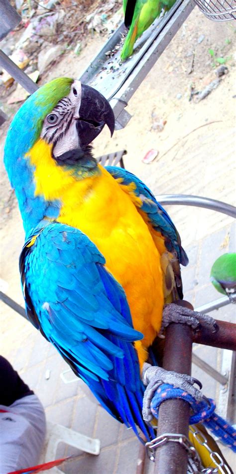 Beautiful Macaw Parrot Free Stock Photo - Public Domain Pictures