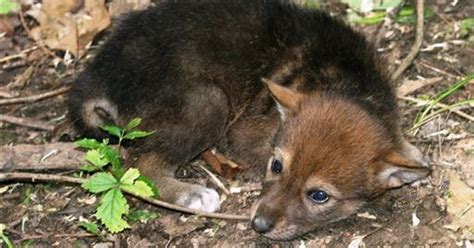 Red wolf pups named at Mississippi zoo