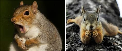 2 Types of Squirrels That Live in Yukon! (2024) - Bird Watching HQ