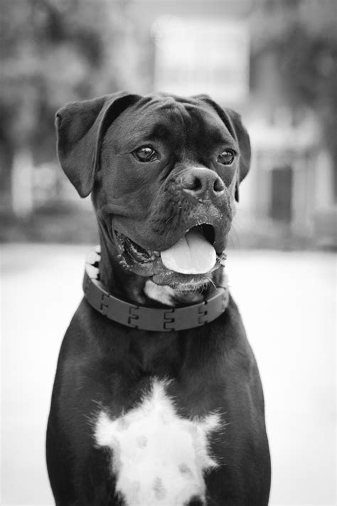 Our Black Boxer | Black boxer puppies, Boxer dog rescue, Black boxer dog