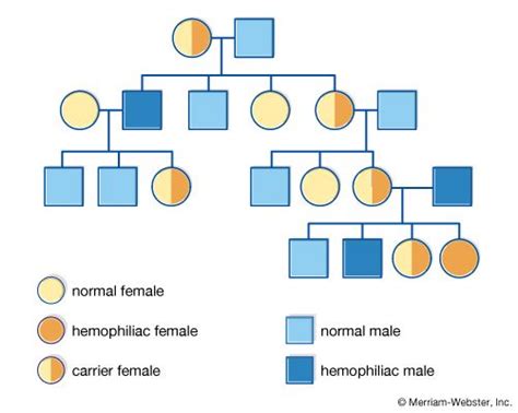 Genetic Pedigree Symbols