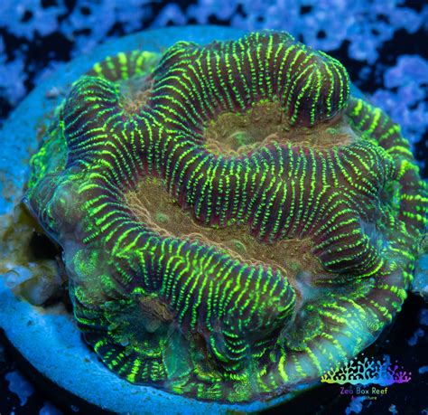 Leptoseris Coral For Sale – Zeo Box Reef Aquaculture