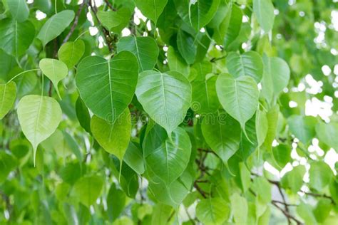 Bodhi Leaf From The Bodhi Tree Stock Image - Image: 53325189