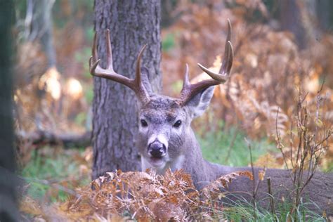 Deer Decoy Placement | OutdoorHub