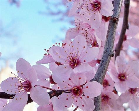 Japan Facts #32: Types Of Cherry Blossoms | Japan Amino