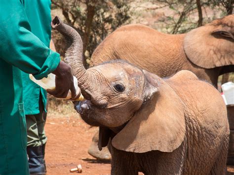 Sheldrick Elephant Orphanage, Nairobi: The Complete Guide