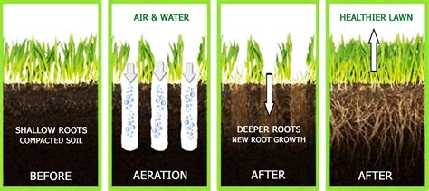 Aeration | The Lawn Institute