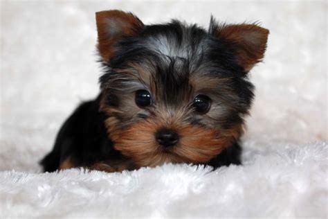 Micro Teacup Yorkie Puppy for sale! | iHeartTeacups