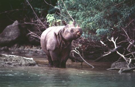 Javan Rhino Facts, Range, Habitat, Diet, Population, Pictures