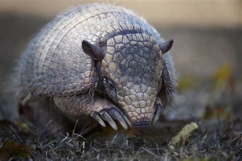 10 Facts About Armadillos